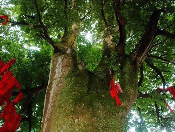 jpg 雅安红豆树.jpg