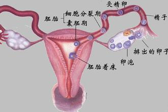 输卵管图3.jpg