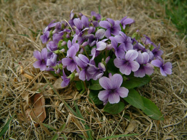 紫花地丁用量