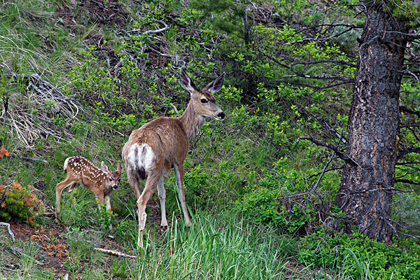 母鹿妊娠期的表现