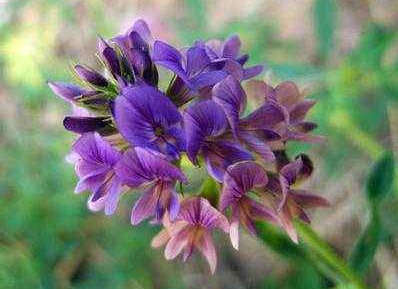 紫花苜蓿粉功效