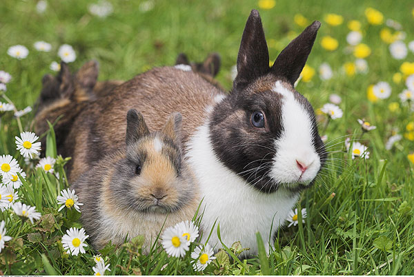 按经济用途,家兔可分为肉用兔,皮用兔,毛用兔,试验用兔,观赏兔,兼用兔