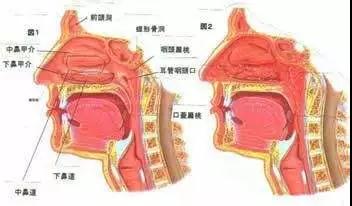 b鼻部图谱.jpg