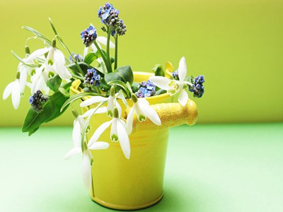 snowdrop-2129475__340_副本.jpg