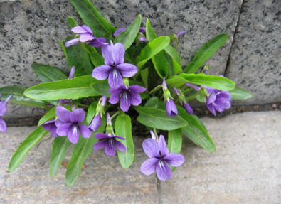 紫花地丁的图片