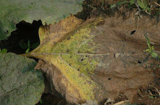 jpg 36-1_meitu_67.jpg