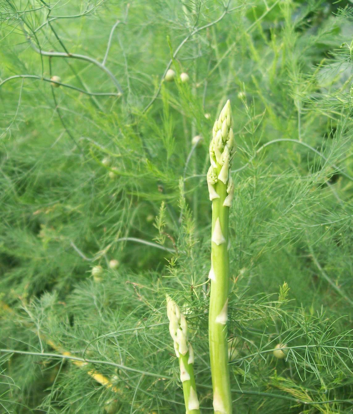 How to Grow and Care for Asparagus