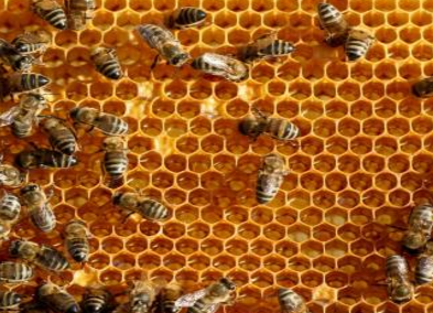 中药蜂房作用是什么呢