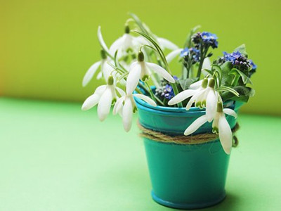 snowdrop-2129443__340_副本.jpg