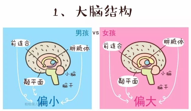 男女有别,但大多数父母都没研究过,男孩和女孩的大脑到底有哪些差异?