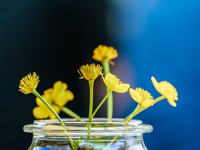 nature-3214135__340_副本.jpg