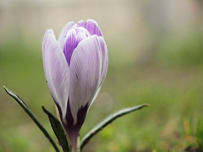 crocus-2138895__340_副本.jpg