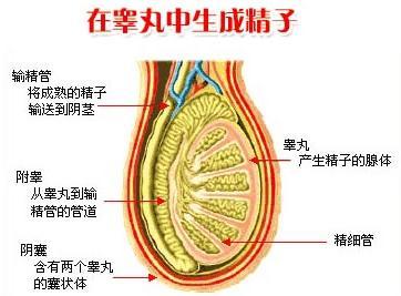 男性睾丸萎缩最明显的症状就是一侧或两侧睾丸萎缩,变软缩小,另外