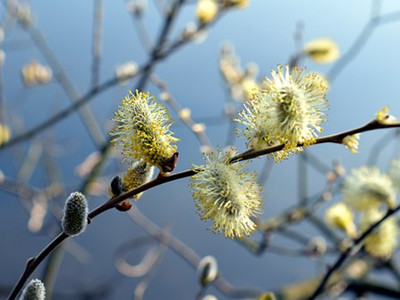 willow-catkin-2171785__340_副本.jpg