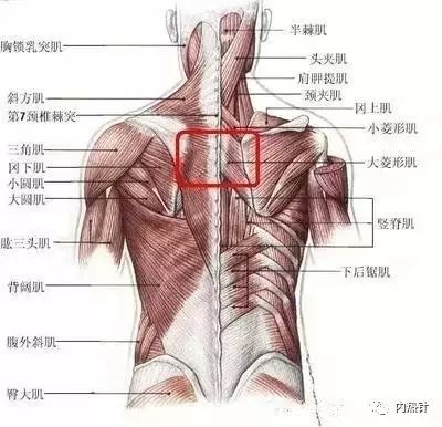 从脊柱肌肉分布谈腰背痛