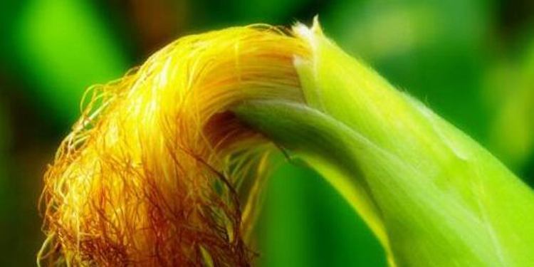 玉米须与白茅根的功效