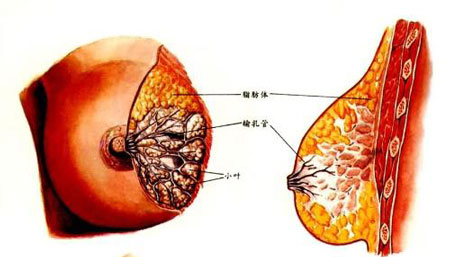 13 乳头