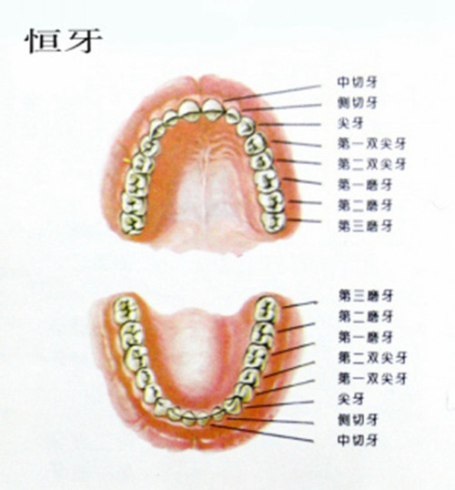 龋齿的讲解图片