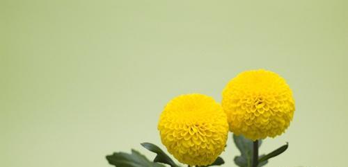 金盏花的功效 