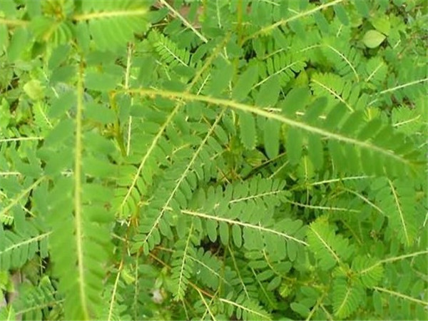 珍珠草功效主治药用图片