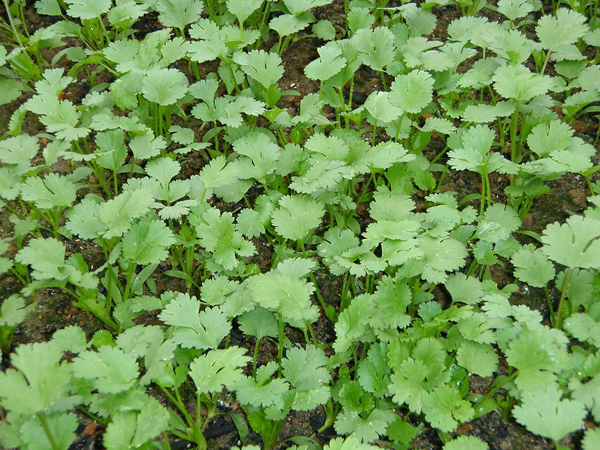 中药大全 解表药  胡荽的简介  【名称】:胡荽  【别名】:香菜,芫荽