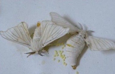 雌雄蚕蛾的区别图片
