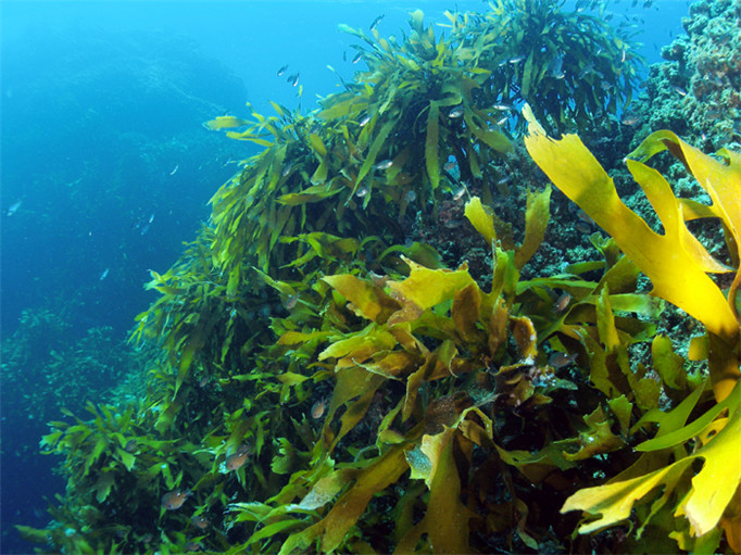 海里藻类植物图片图片