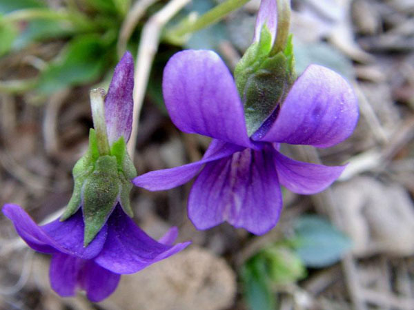 紫花地丁的食用方法