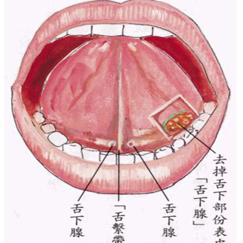 舌头下面构造图图片