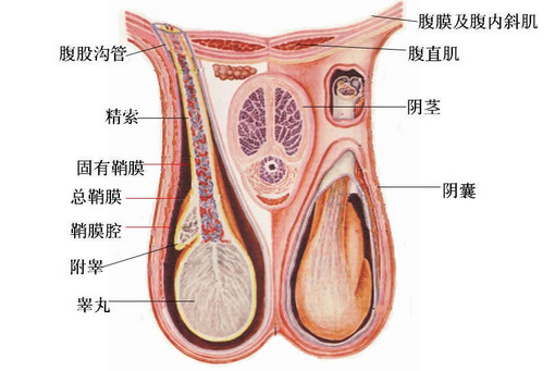 性生活后睾丸疼是怎么回事