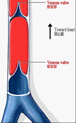 什么是静脉瓣膜?静脉曲张的病人为什么必须检测深静脉瓣膜的.