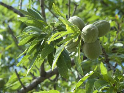 杏仁树上的杏仁有什么功效