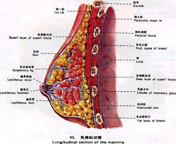 乳腺小叶增生位置图片图片