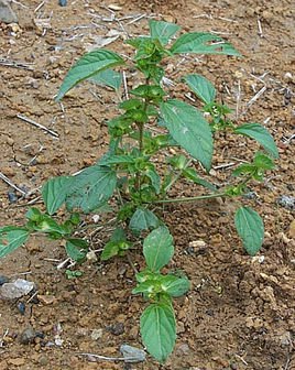 铁苋菜食用方法图片