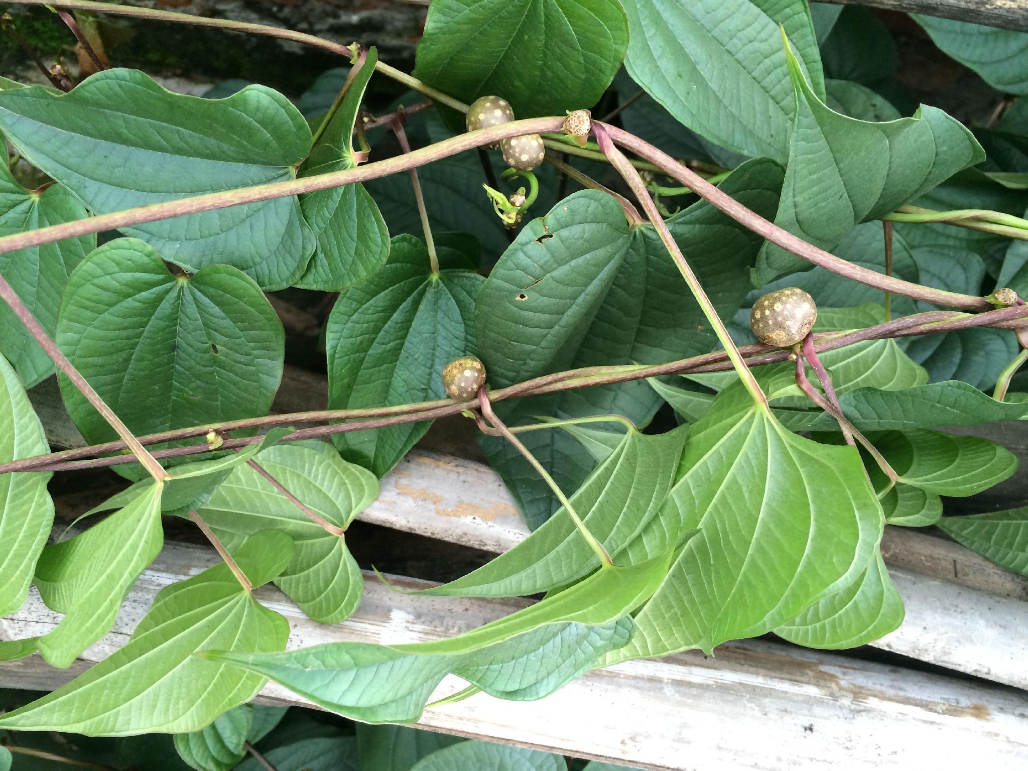 零余子和黄药子的区别在哪儿