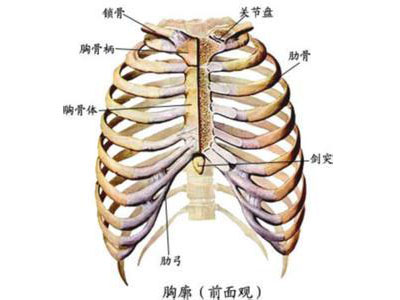 胆囊在肋骨哪个位置图图片