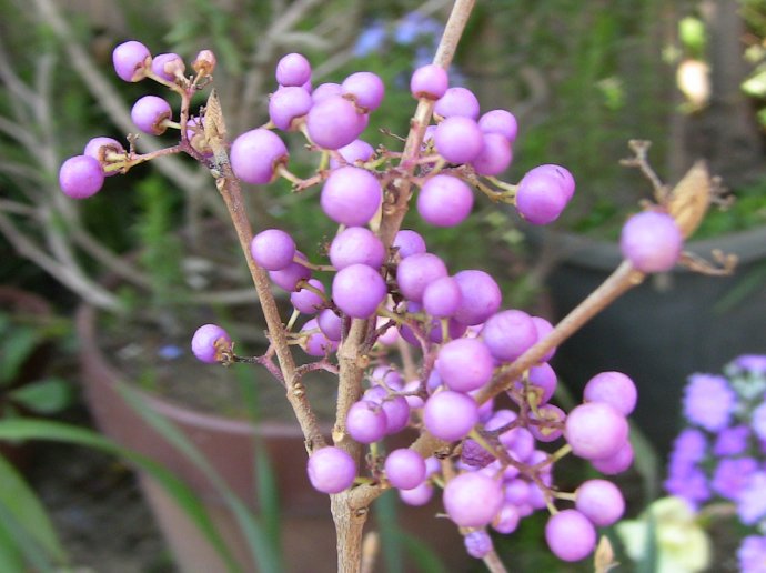 白棠子树和紫珠的区别