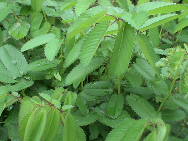 地榆是蔷薇科的植物,也是一种中草药,功能比较多,在中医药材中,地榆