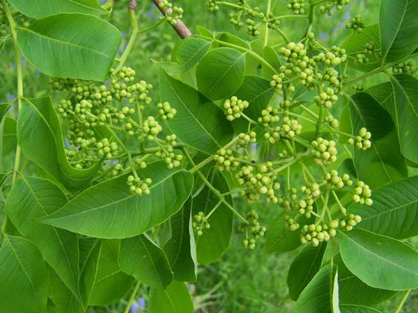 黄柏的功效与作用