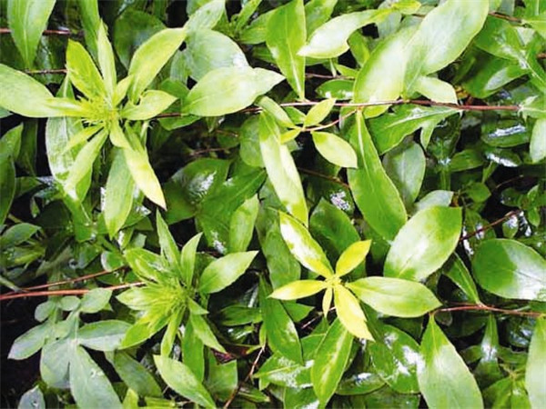 番泻叶的功效与作用