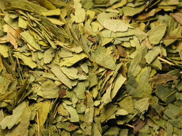 番泻叶的功效与作用