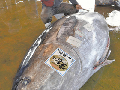 日本捕获2.82米长巨型金枪鱼 孕妇不应多食