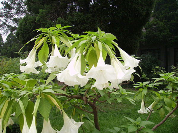 洋金花的功效与作用