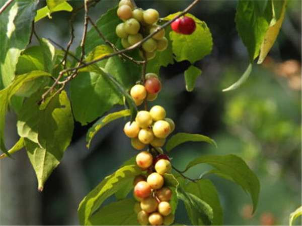 大风子的功效与作用