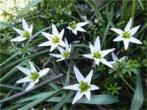 山慈菇的功效与作用