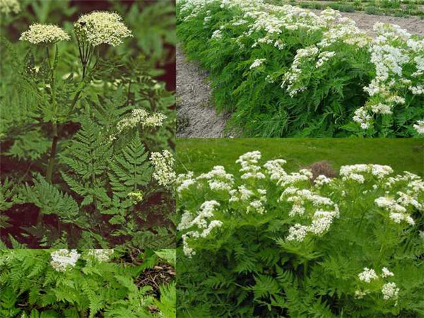 没药的功效与作用_中华康网