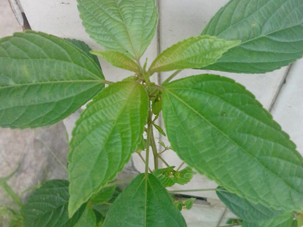 铁苋菜的功效与作用