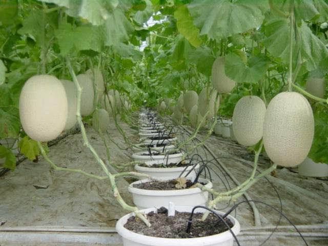 冬春茬厚皮白兰瓜嫁接育苗 (2).jpg