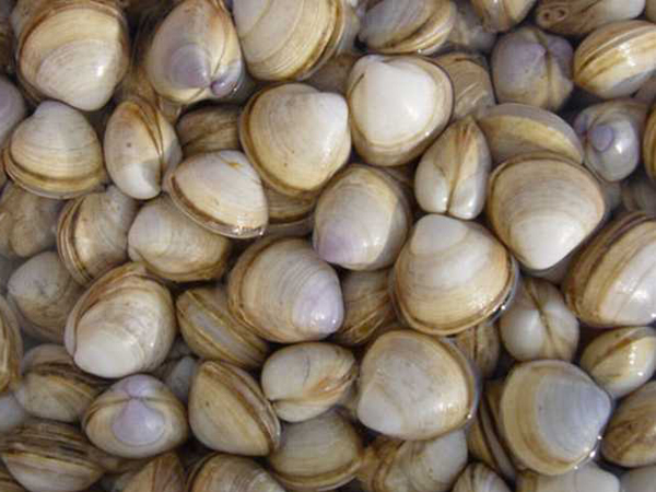 瓦楞子的功效与作用