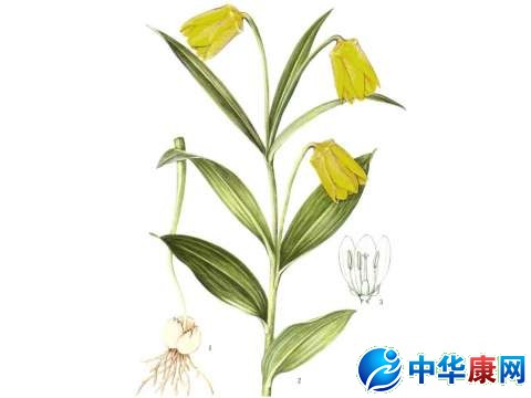 川贝母为百合科多年生草本植物,其品种较多,可分为松贝,青贝,炉贝